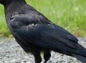 Making Friends With Crows