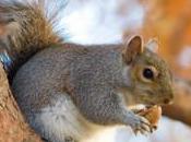 Save Hundreds Thousands Squirrels From Being Murdered