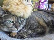 Animals Cats Treating Them Like Taxis