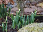 Snowdrops Rising Daily Posts February