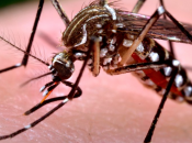 Nine Things Need Know About Zika Virus