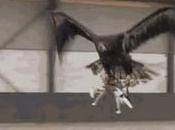 Watch This Badass Eagle Take Down Illegal Drone