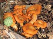 Mass Transit Bad, Idea. Here’s Good One.