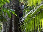 Cause Hope: Secondary Tropical Forests Weight Fast
