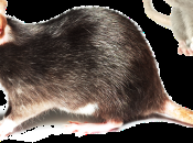 Exterminator Rats [del.icio.us]