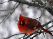 Through (Dirty) Window