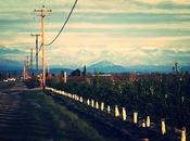 World Expo, Farmers Cool (Tangent Post)