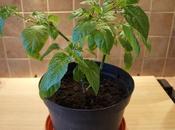 Over-Wintered Chillis Progress Report