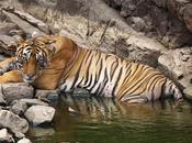 Ranthambore National Park Project Tiger