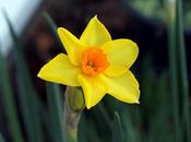 It's Daffodil Time Again