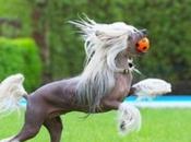 Equestrian Dogs That Look Like Horses
