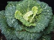 Sowing Cabbage Seeds
