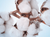 Clean Fresh Cotton Fragrance