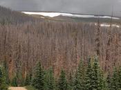 Beetles: Eighty-nine Million Acres Abrupt Climate Change