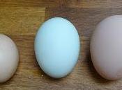 Signs Spring, Chickens Eggs