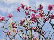 Magnolias Cordoaria