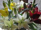 Lilies Inside...Hellebores Outside