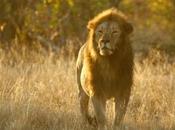 Zimbabwe Park Cull Lions, Cites Lack Hunters