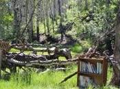 Sands Announces Slow Down Lack Funding! USOS STOCKS Plummet!