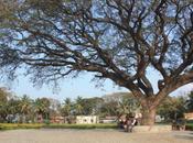 DAILY PHOTO: Tree Chennakesava Temple