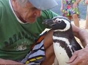 Penguin Swims 5,000 Miles Every Year Visit Brazilian Nursed Back Life