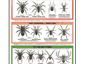 FREEBIE: Spider Identification Chart (US)