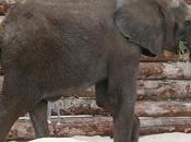 Dallas Gives Home Elephants Rescued From Swaziland, Africa
