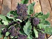 Harvest Monday March 2016