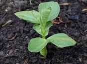 Planting Broad Beans