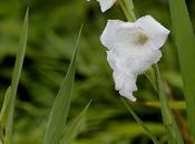 Friday Fotos: Flowers