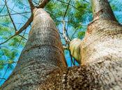 Phenomenal Ways Stop Deforestation Protect Planet