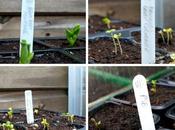 First Seedlings Through