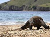 Komodo National Park
