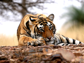 Ranthambore National Park, India