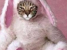Award Winning Cats Easter Costumes