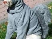 Very Nutty Dogs Dressed Squirrels