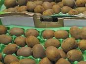 'Arunachala' Kiwi .... What