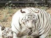 World's First Tiger Sanctuary Coming Near Rewa Place White
