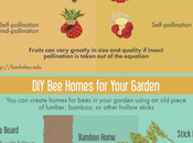 Make Your Garden Bee-friendly