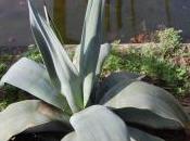 Agave Weberi