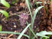 Fritillaries Cobblers