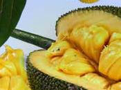 Brazilian Jackfruit Fragrance