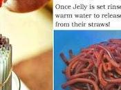 Frugal Tip: Jello Worms