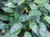 Aglaonema Commutatum Var. Maculatum