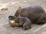 Dream Job: Chief Wombat Cuddler Reporting Duty!