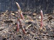 Asparagus Made