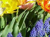 Friday Fotos: More Spring Flowers