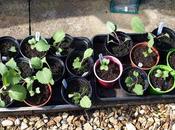 Time Plant Brassicas