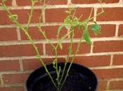 Drastic Remedy Aphid Infestation