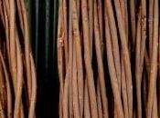 National Beanpole Week